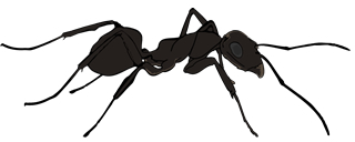 Ant