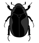 beetle