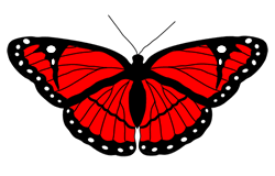 butterfly