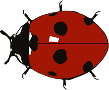 ladybug