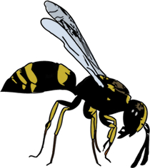 wasp