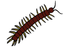 centipede