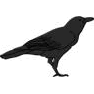 Crow