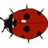 Ladybird