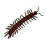 Centipede