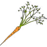 Carrot