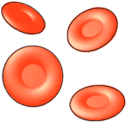 blood cells