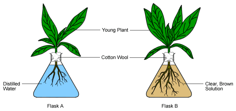 Plant Experiment