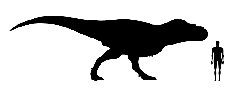Albertosaurus size Image showing a size comparison between an adult Albertosaurus dinosaur (left) versus a human adult (right).