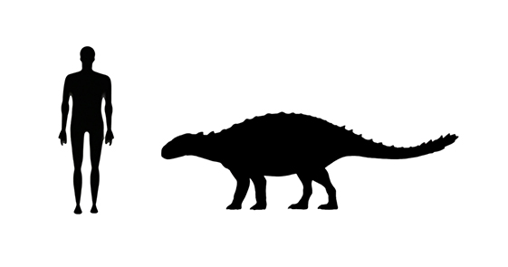 Antarctopelta size compared to a human adult