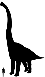 Brachiosaurus size compared to an adult human.
