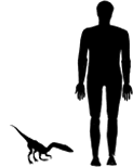 compsognathus size