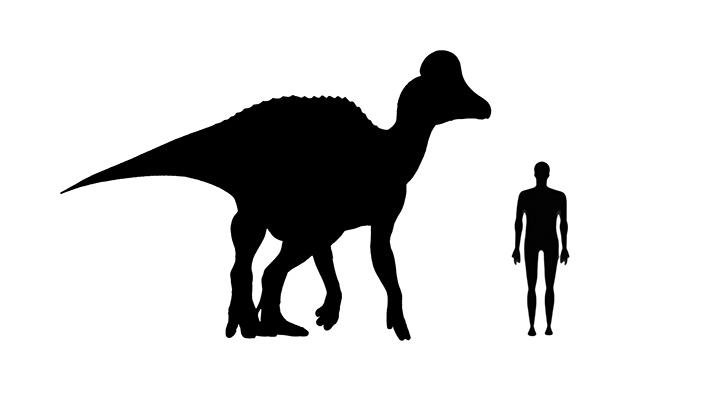 Corythosaurus size compared to an average adult human.