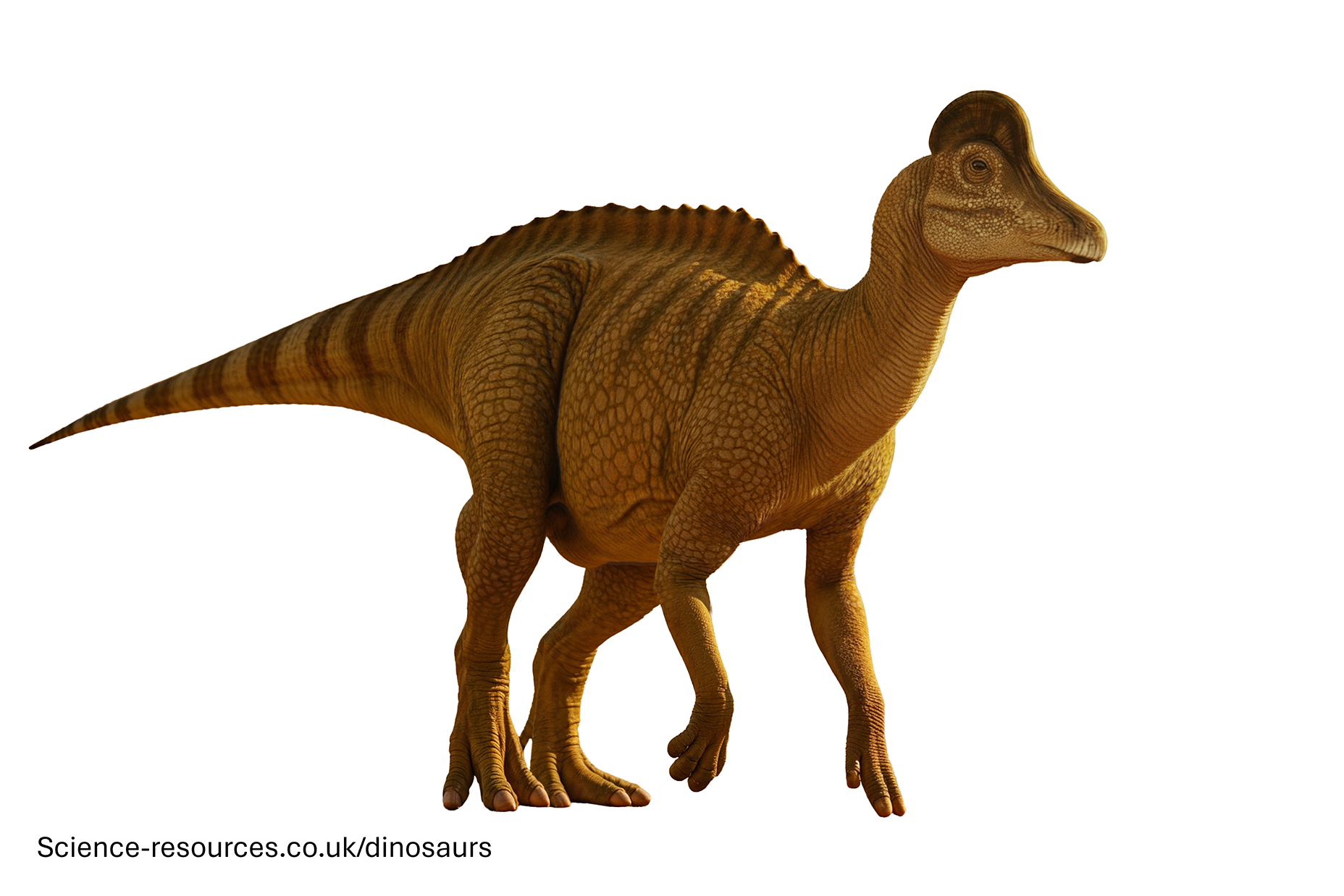 A realistic render of a Corythosaurus Dinosaur on a plain white background.