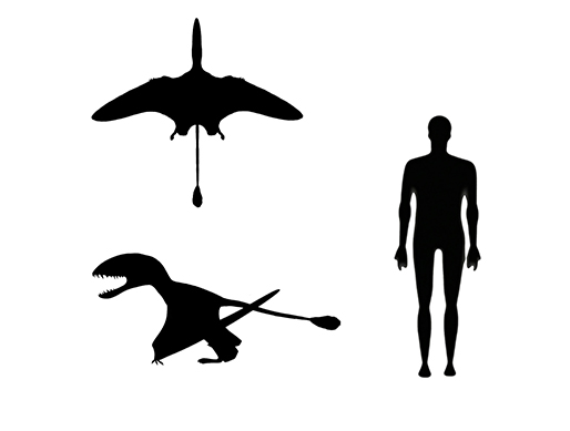 Dimorphodon size compared to a human adult.