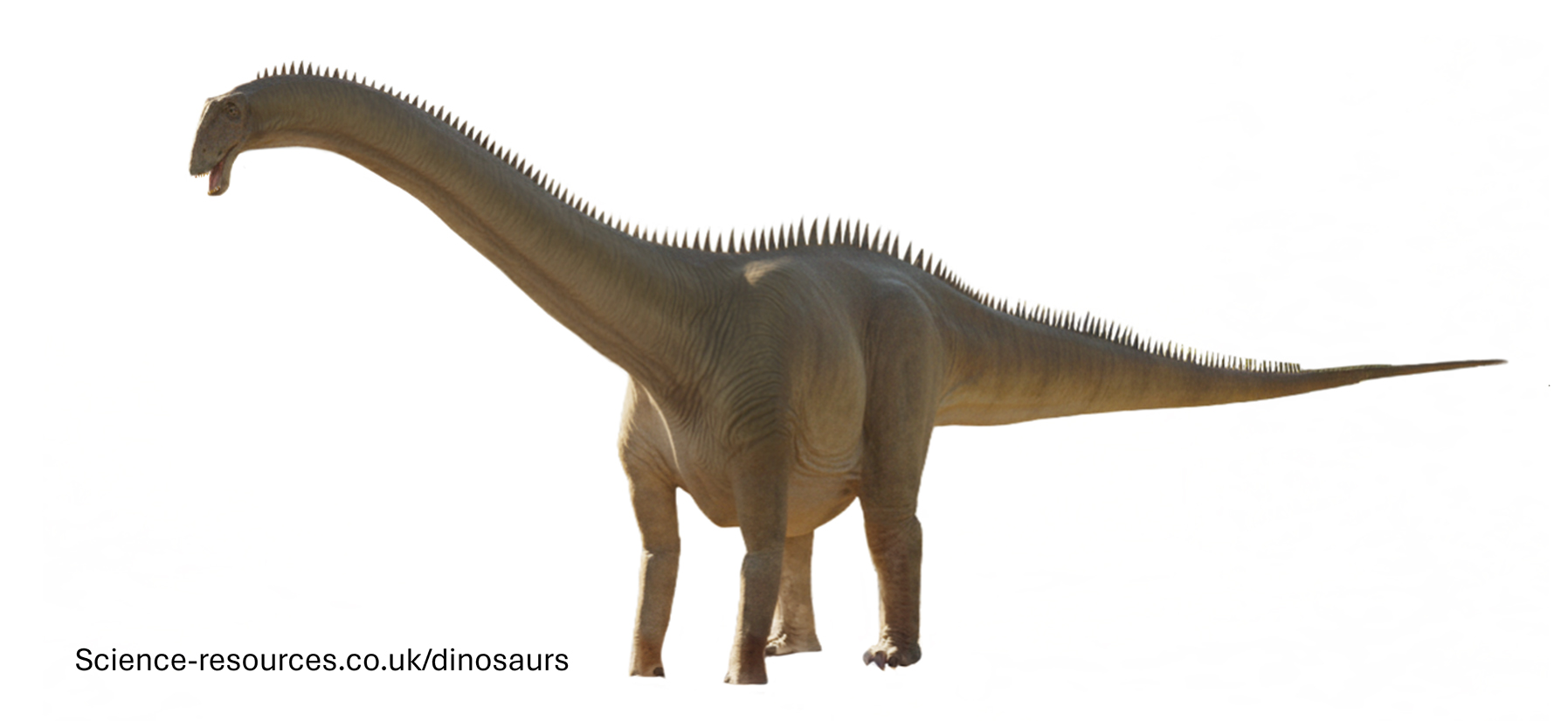 A realistic image of Diplodocus