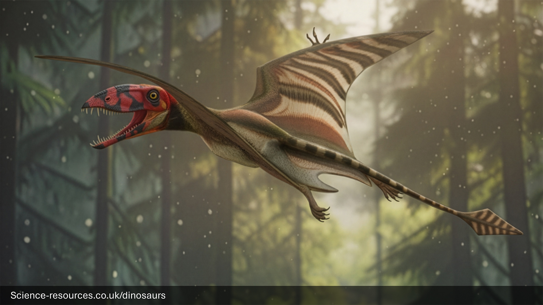 A realistic depiction of a Dimorphodon in flight.