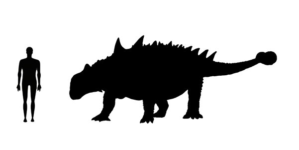 Euoplocephalus size Euoplocephalus size compared to an adult human.
