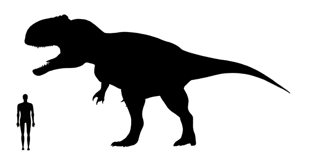 Giganotosaurus size compared to an adult human.