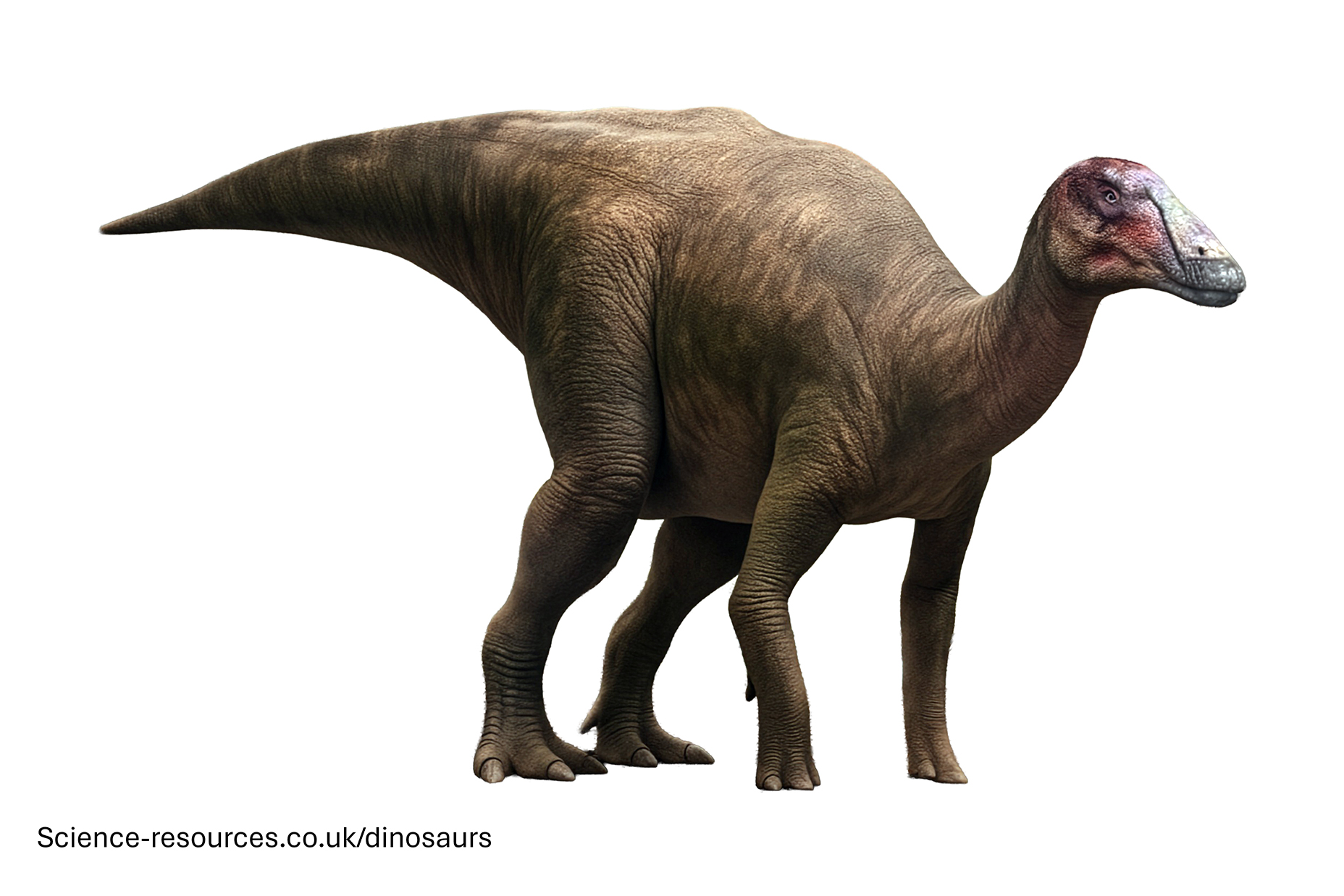 Hadrosaurus transparent A realistic rendering of an Hadrosaurus dinosaur on a white transparent background.