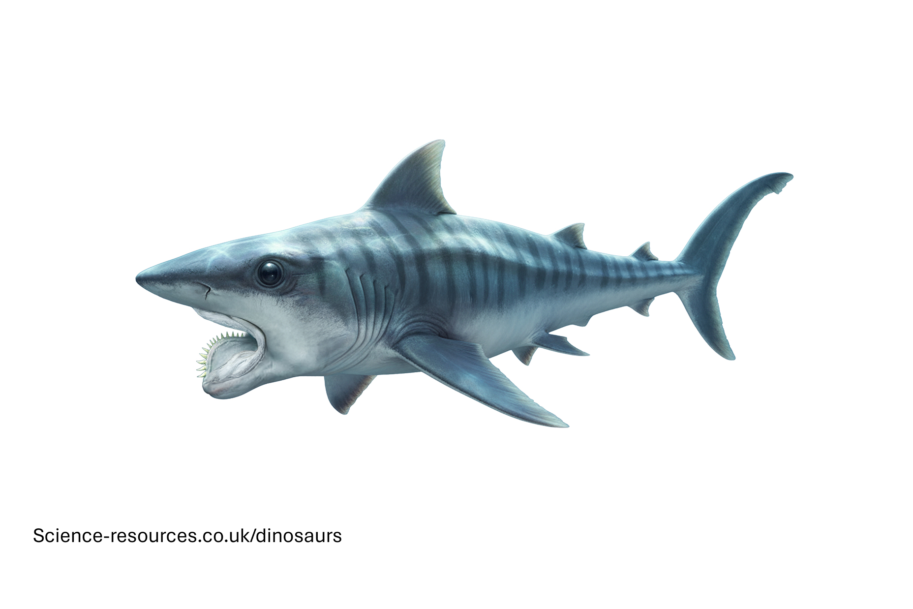 A realistic rendering of an Helicoprion.