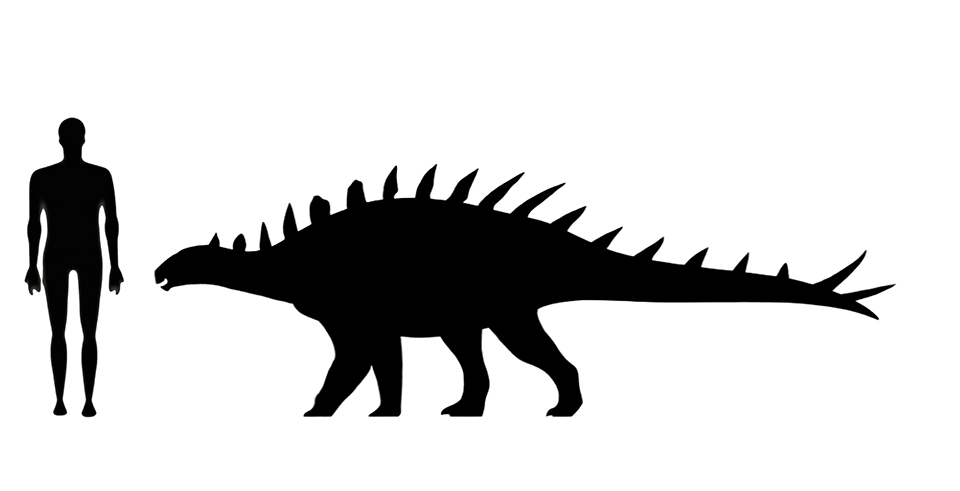 Image showing a size comparison between an adult Huayangosaurus dinosaur (right) versus a human adult (left).