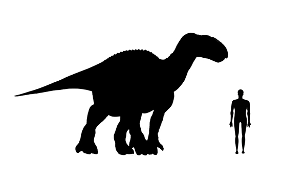 Iguanodon Size Iguanodon size compared to a human adult.