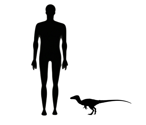 Juravenator size compared to a human adult.