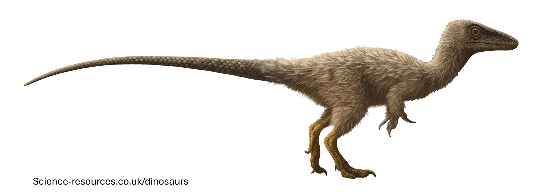 A realistic rendering of a Juravenator Dinosaur on a white transparent background.
