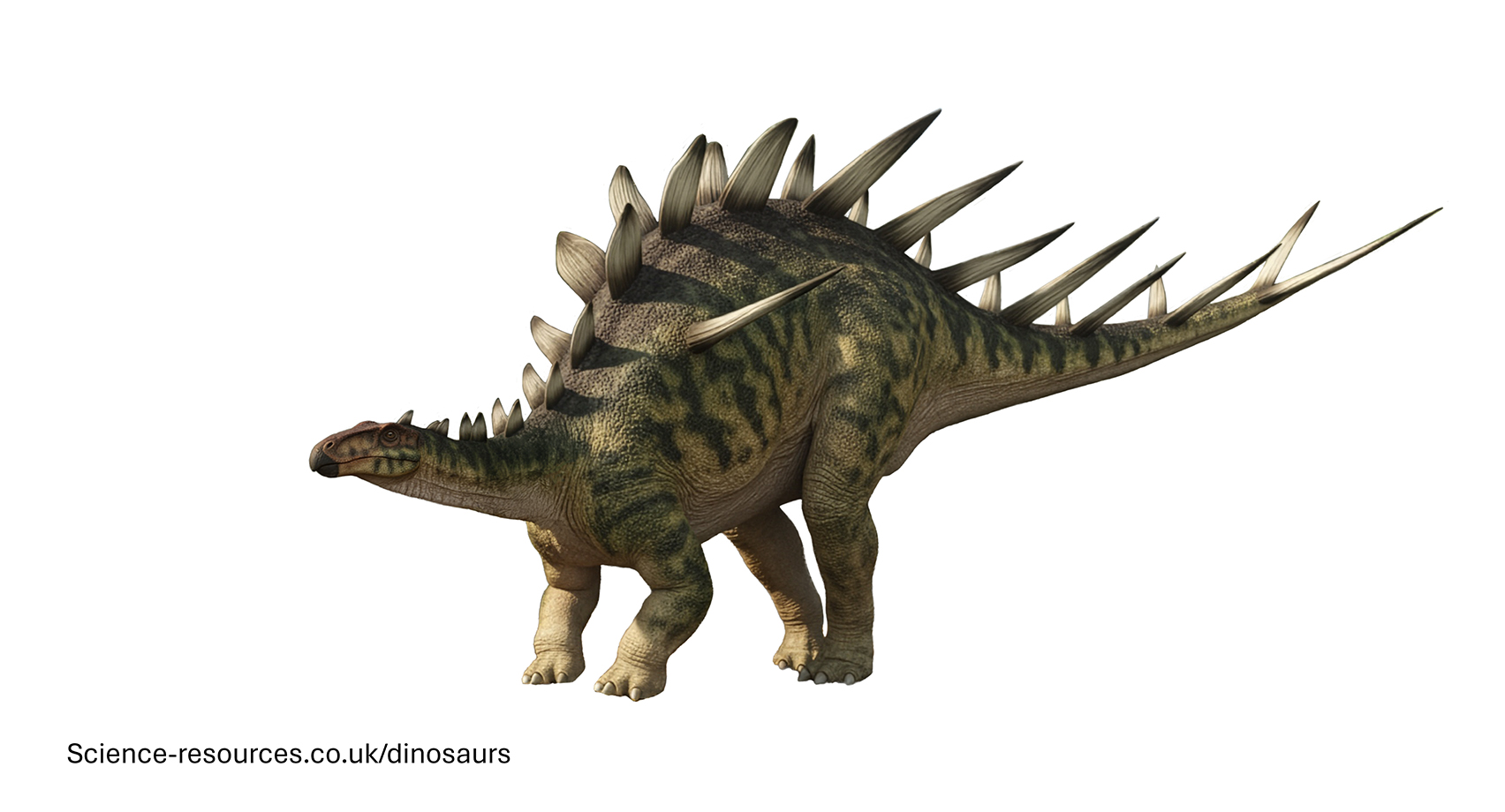 Kentrosaurus transparent A realistic rendering of a Kentrosaurus dinosaur on a white background.