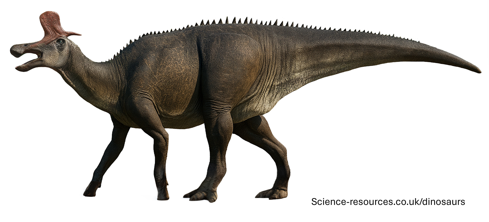 A realistic rendering of an Lambeosaurus dinosaur on a white transparent background.