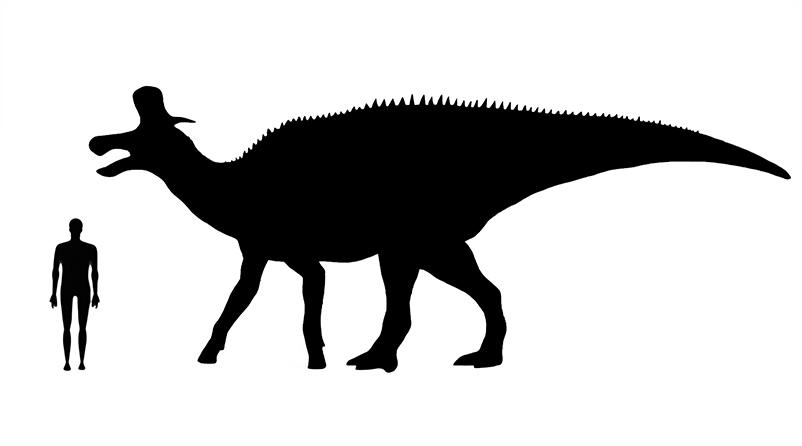 Lambeosaurus size compared to a human adult.