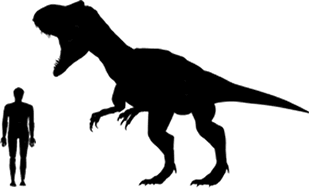 Megalosaurus size compared to a human adult.