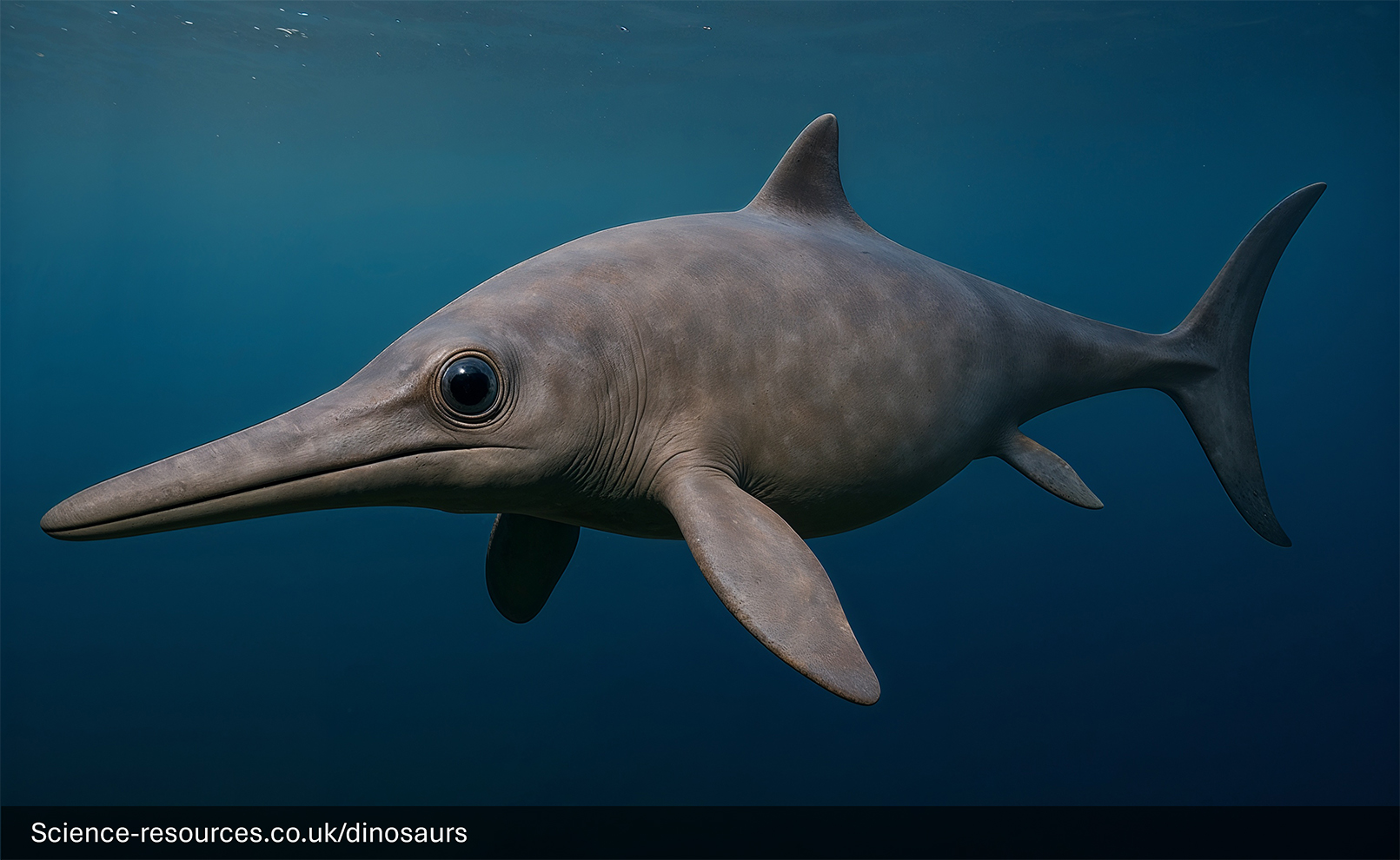 A realistic depiction of an Ophthalmosaurus swimming in a prehistoric ocean.