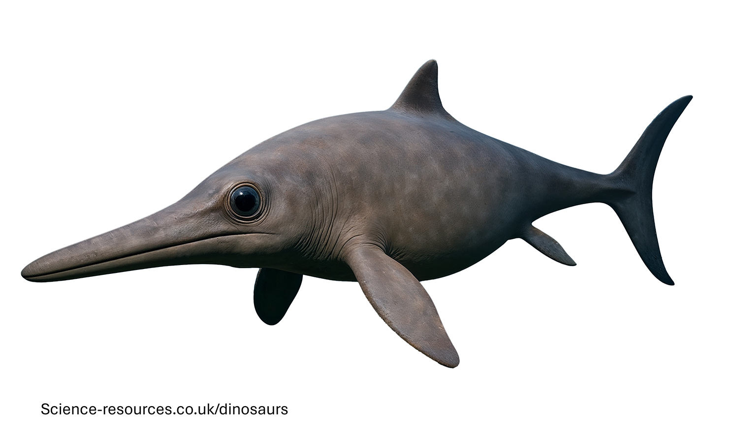 A realistic rendering of an Ophthalmosaurus.