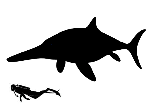 Ophthalmosaurus size compared to a human adult.