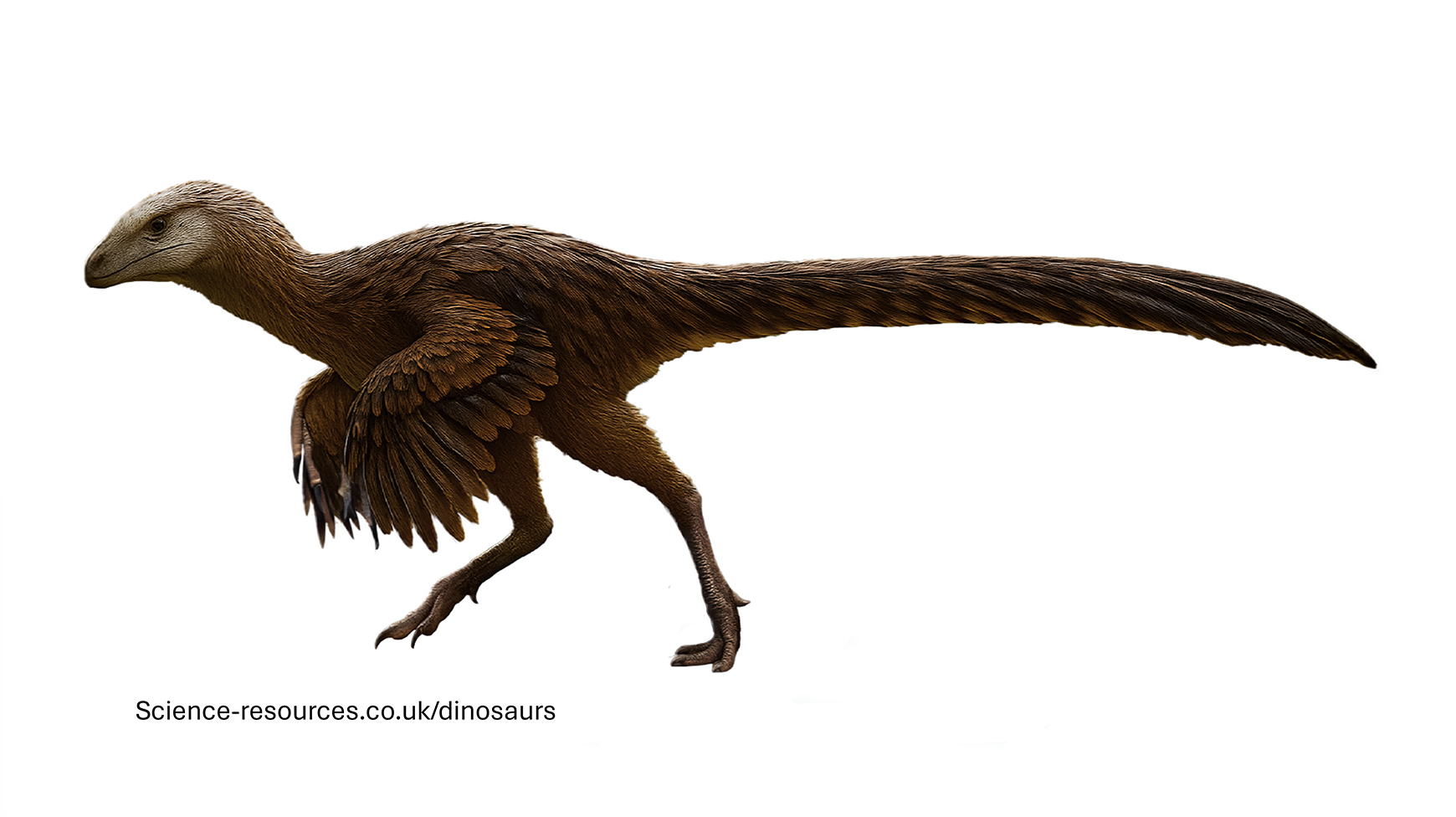 Feathered Ornitholestes An realistic depiction of a feathered Ornitholestes dinosaur.