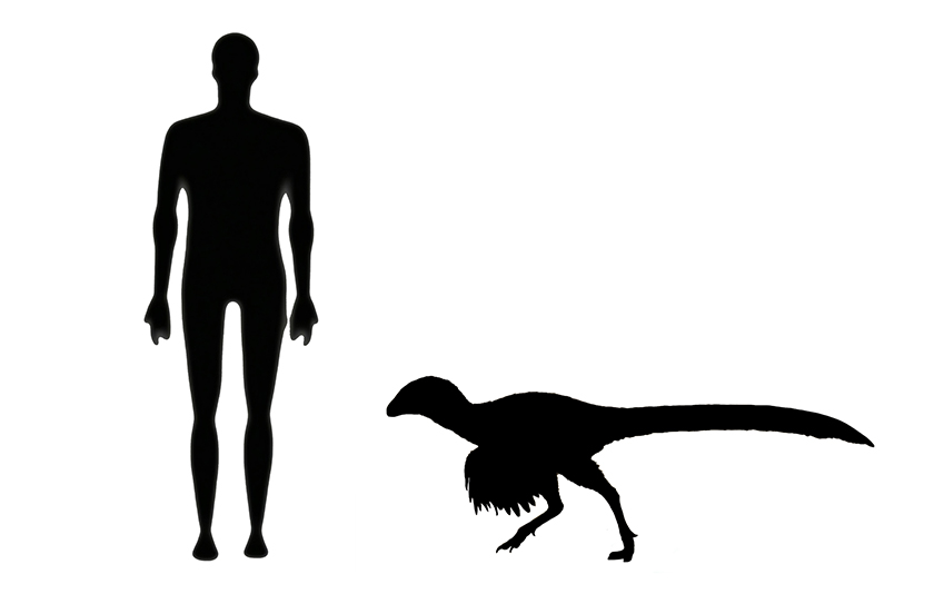 Ornitholestes size Ornitholestes size compared to an adult human.