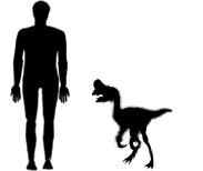 Oviraptor Size