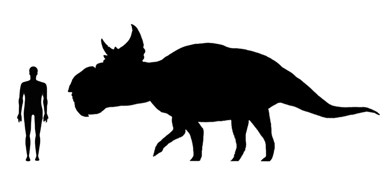 mage showing a size comparison between an adult Pachyrhinosaurus dinosaur (right) versus a human adult (left).