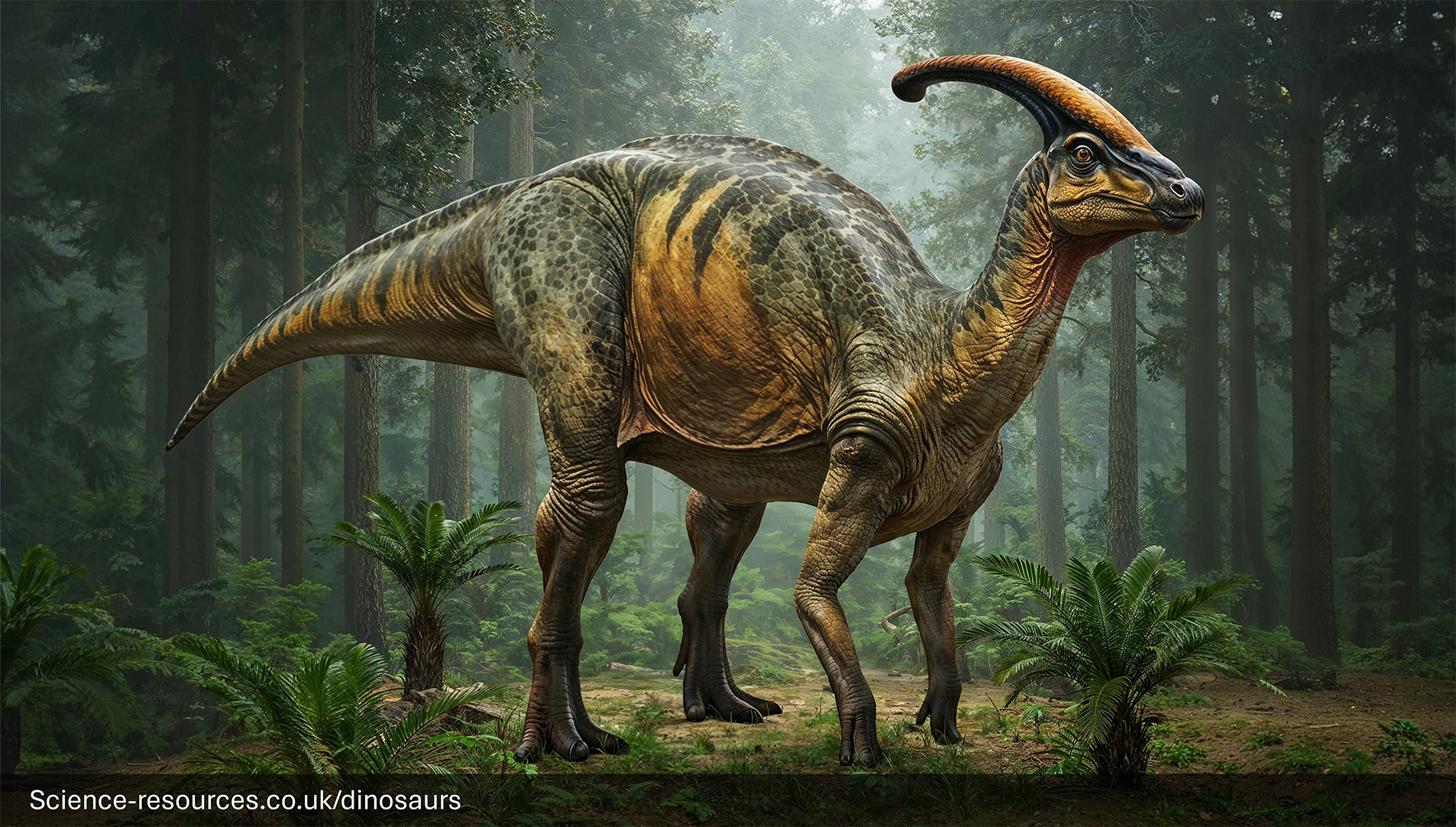 science-resources.co.uk - Dinosaurs: Parasaurolophus