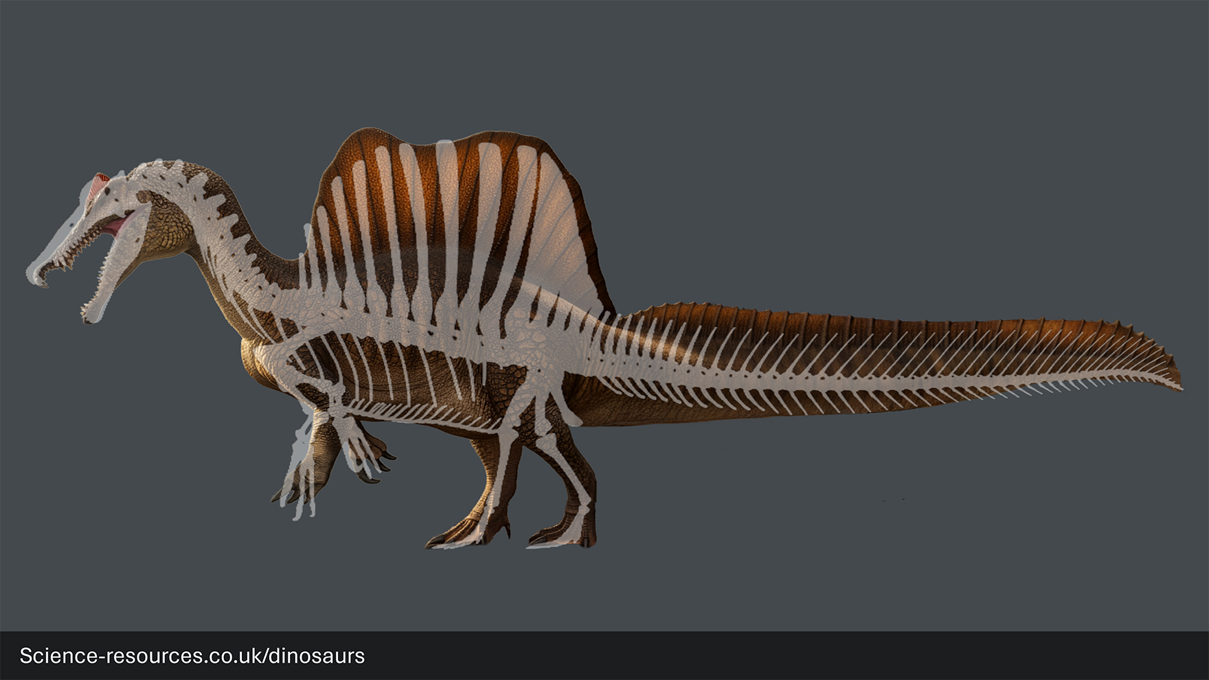 Standing Spinosaurus skeleton Image shwing a Spinosaurus skeleton in a standing pose.