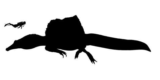 Spinosaurus size compared to a human adult.