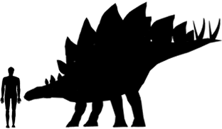 Stegosaurus Size