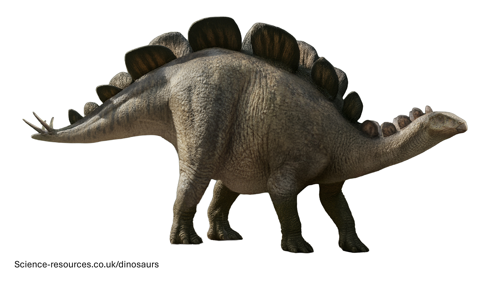 Wuerhosaurus A realistic image of a Wuerhosaurus dinosaur.