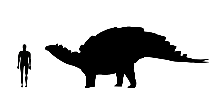 Image showing a size comparison between an adult Wuerhosaurus dinosaur (right) versus a human adult (left).