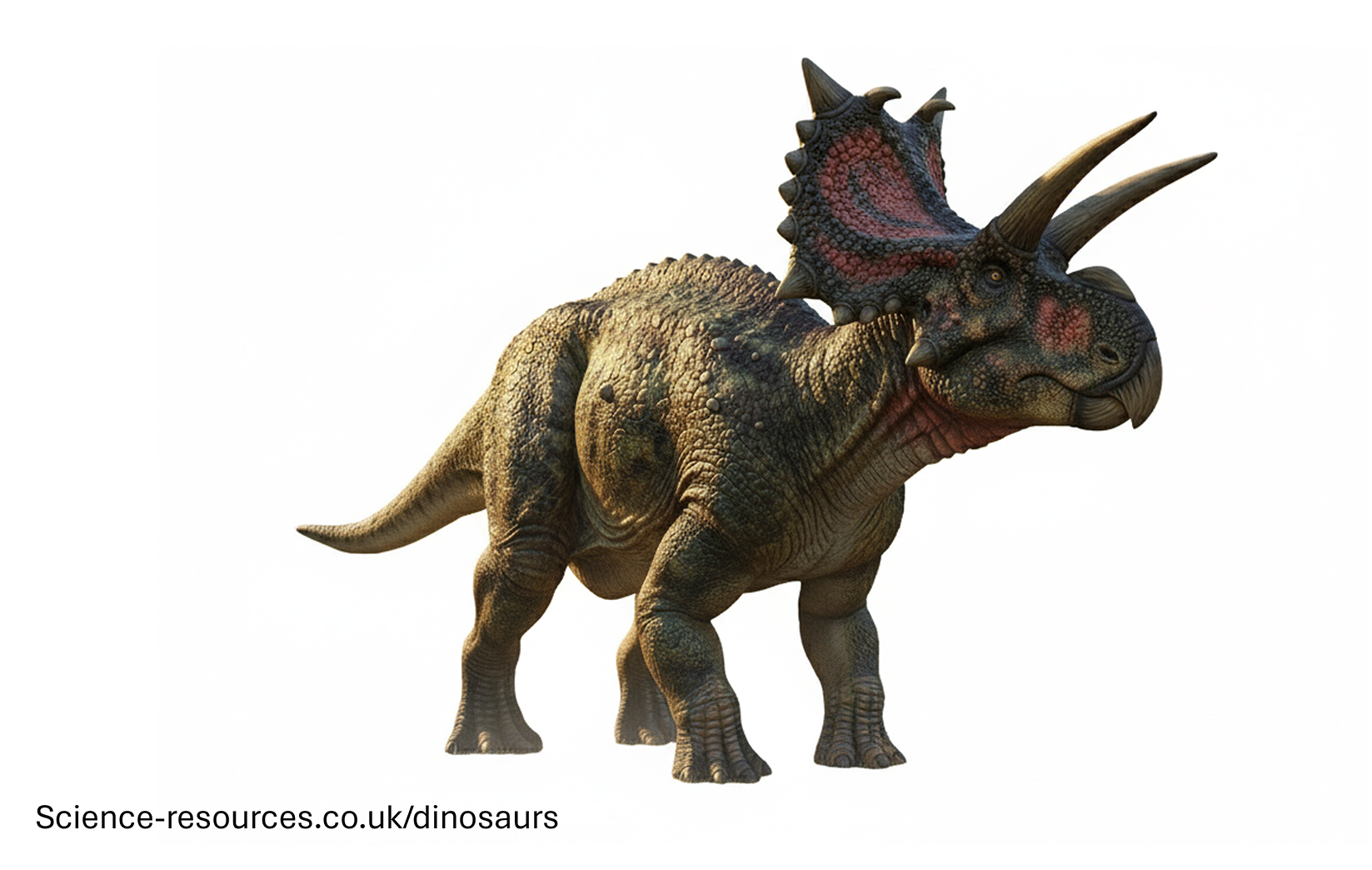 Xenoceratops A realistic image of Xenoceratops