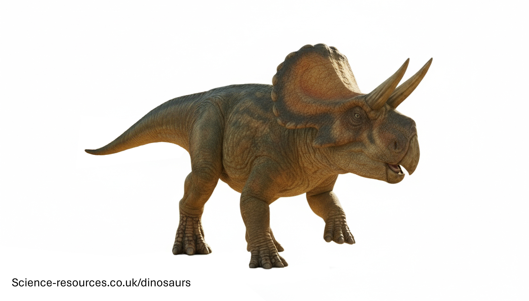 Zuniceratops A realistic image of Zuniceratops