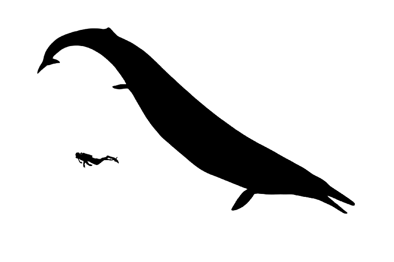 Basilosaurus size compared to an adult human.