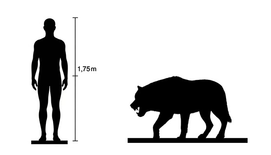 Dire wolf size Dire wolf size compared to an adult human.